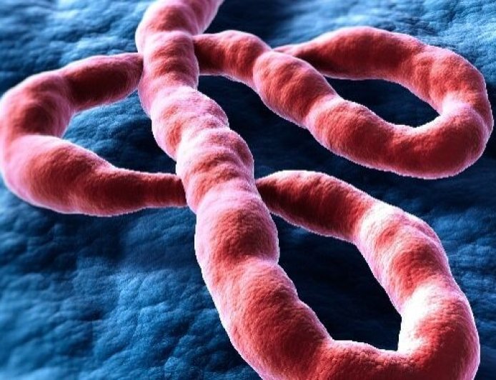 Retour du virus Ebola en RDC : la 17e épidémie met à l'épreuve un pays résilient