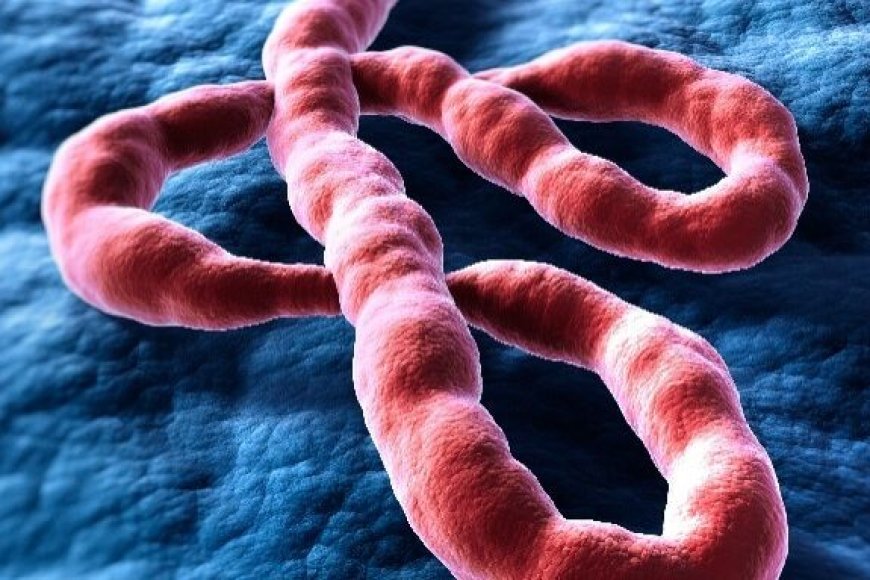Retour du virus Ebola en RDC : la 17e épidémie met à l'épreuve un pays résilient